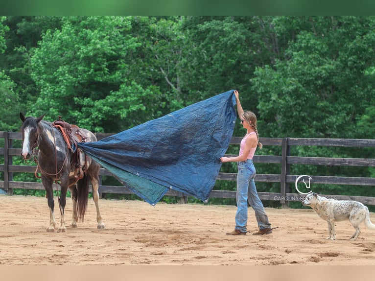 American Quarter Horse Mix Wałach 8 lat 152 cm Karodereszowata in Clover, SC