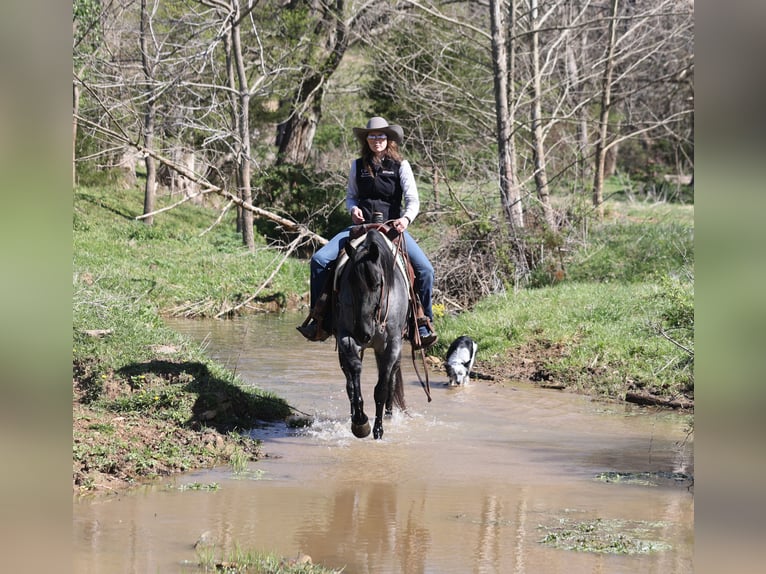 American Quarter Horse Wałach 8 lat 152 cm Karodereszowata in Mount Vernon, KY