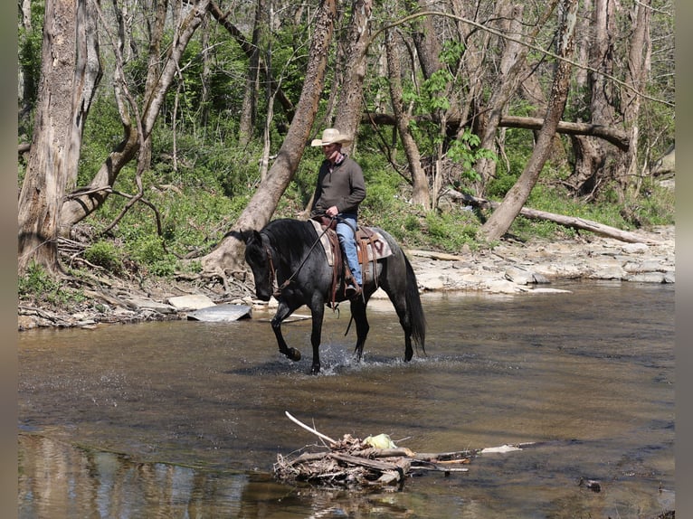 American Quarter Horse Wałach 8 lat 152 cm Karodereszowata in Mount Vernon, KY