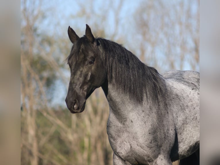 American Quarter Horse Wałach 8 lat 152 cm Karodereszowata in Mount Vernon, KY
