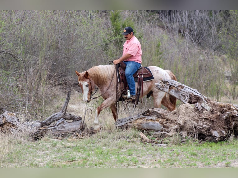 American Quarter Horse Wałach 8 lat 152 cm Kasztanowatodereszowata in Stephenville TX
