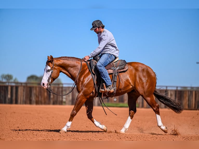 American Quarter Horse Wałach 8 lat 152 cm in Waco, TX