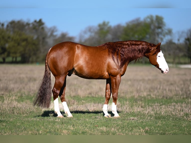 American Quarter Horse Wałach 8 lat 152 cm in Waco, TX