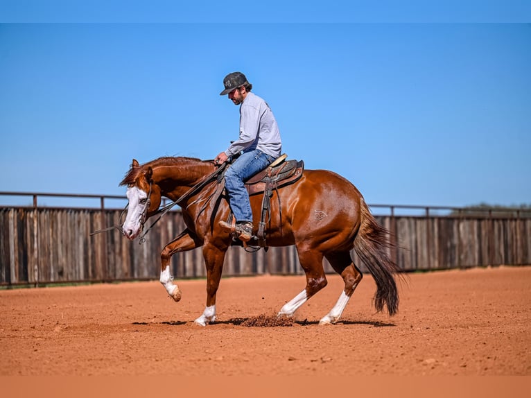 American Quarter Horse Wałach 8 lat 152 cm in Waco, TX