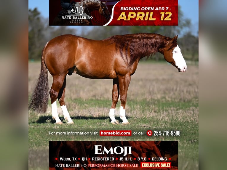 American Quarter Horse Wałach 8 lat 152 cm in Waco, TX