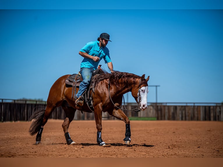 American Quarter Horse Wałach 8 lat 152 cm in Waco, TX