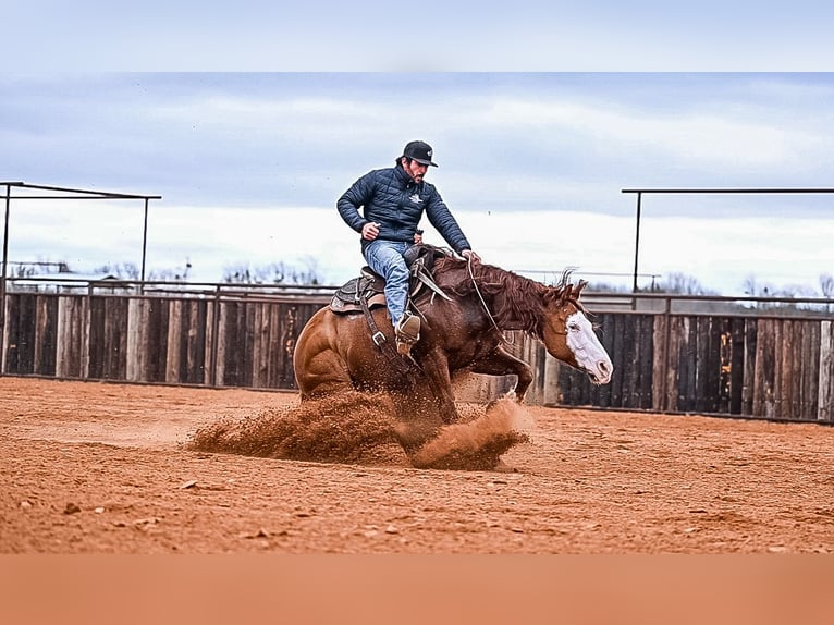 American Quarter Horse Wałach 8 lat 152 cm in Waco, TX