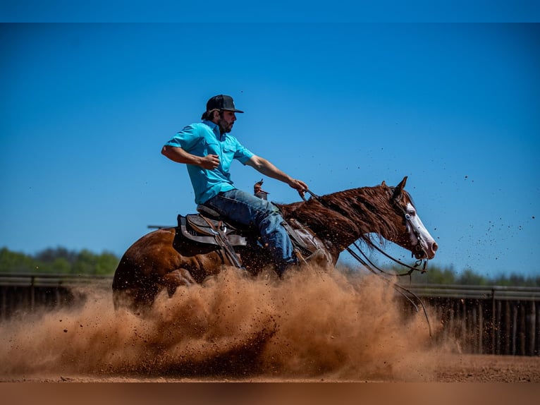 American Quarter Horse Wałach 8 lat 152 cm in Waco, TX