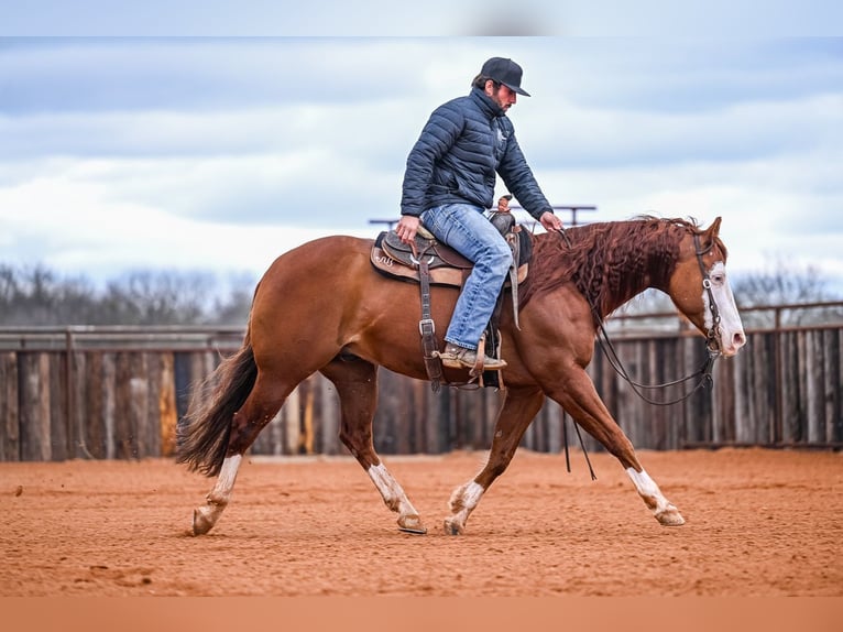 American Quarter Horse Wałach 8 lat 152 cm in Waco, TX