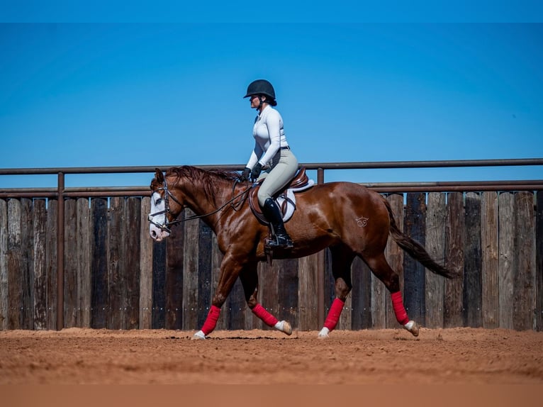 American Quarter Horse Wałach 8 lat 152 cm in Waco, TX