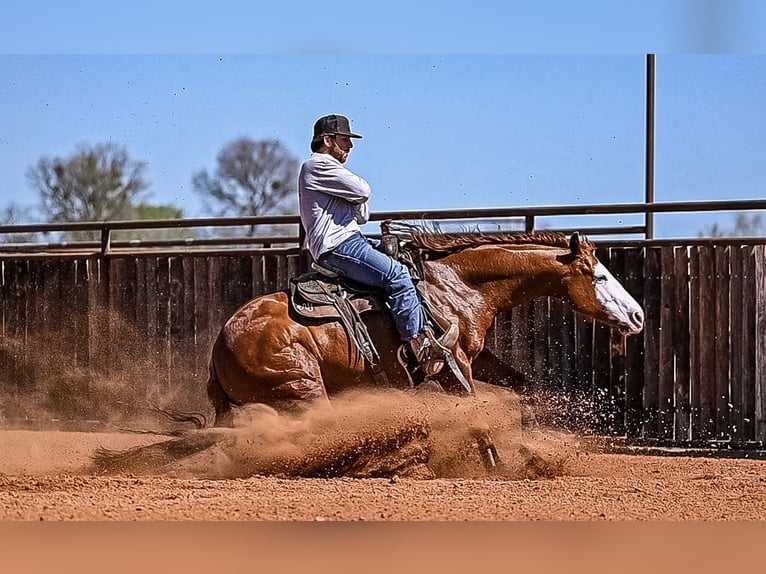 American Quarter Horse Wałach 8 lat 152 cm in Waco, TX