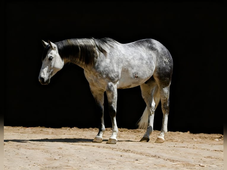 American Quarter Horse Wałach 8 lat 152 cm Siwa jabłkowita in Tres Pinos