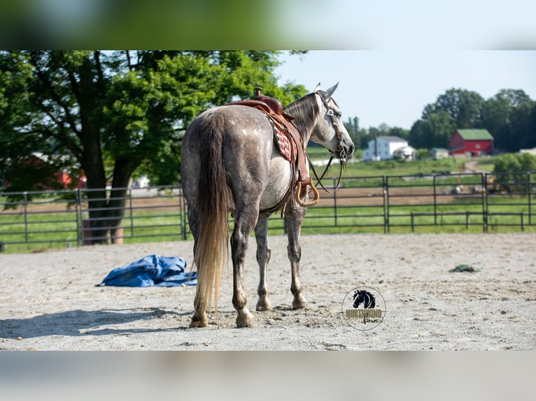 American Quarter Horse Wałach 8 lat 152 cm Siwa in Fredericksburg