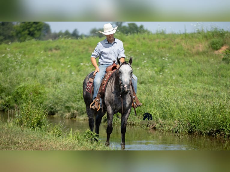 American Quarter Horse Wałach 8 lat 152 cm Siwa in Fredericksburg
