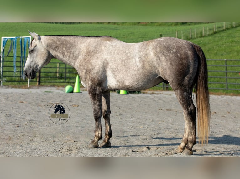 American Quarter Horse Wałach 8 lat 152 cm Siwa in Fredericksburg