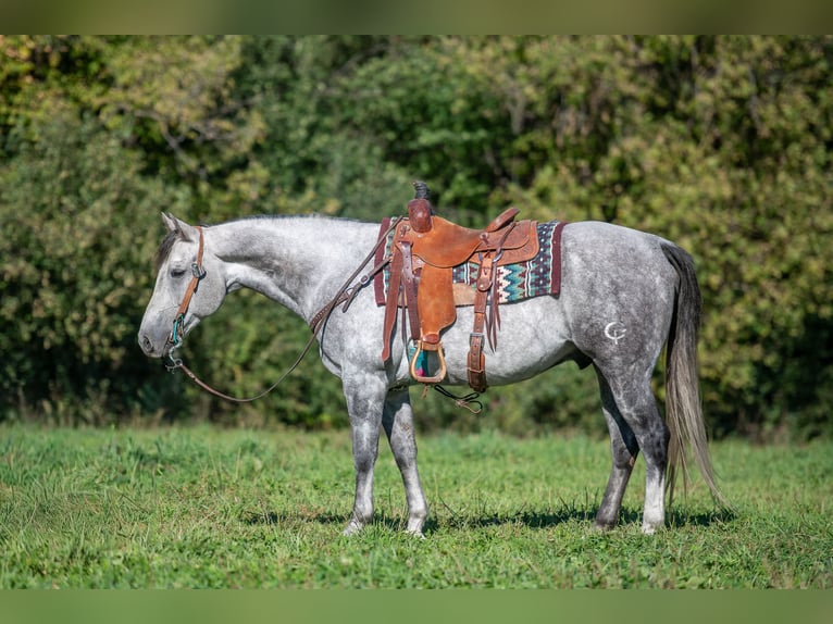 American Quarter Horse Wałach 8 lat 152 cm Siwa in Hastings American Quarter Horse Wałach 8 lat 152 cm Siwa in Hastings