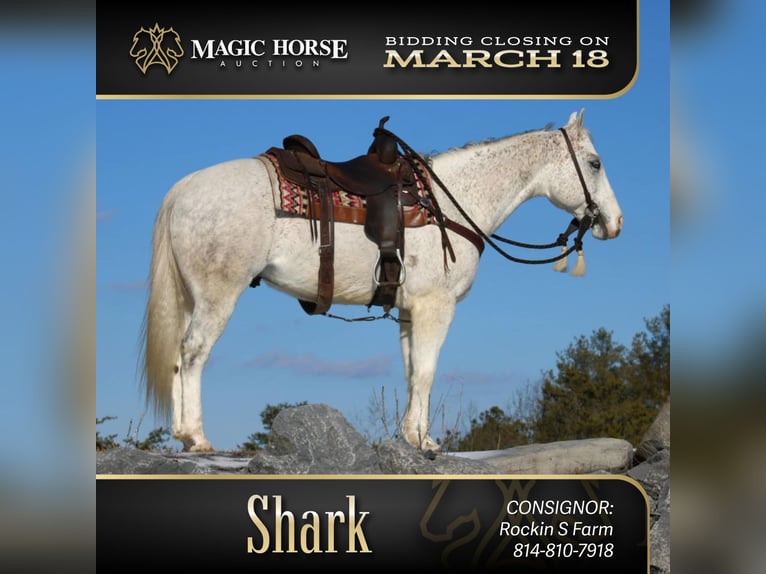 American Quarter Horse Wałach 8 lat 152 cm Siwa in Rebersburg