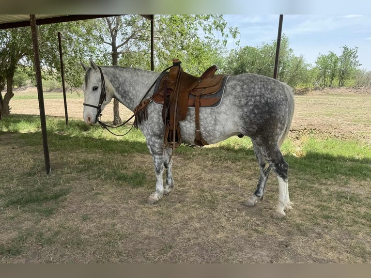 American Quarter Horse Wałach 8 lat 152 cm Siwa in El Paso Tx