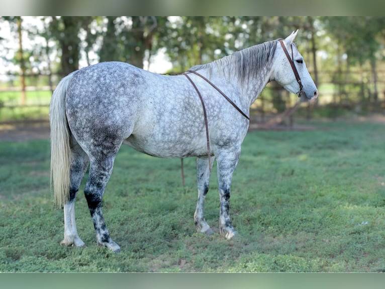 American Quarter Horse Wałach 8 lat 152 cm Siwa in El Paso Tx