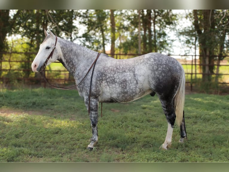 American Quarter Horse Wałach 8 lat 152 cm Siwa in El Paso Tx