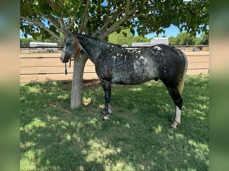 American Quarter Horse Wałach 8 lat 152 cm Siwa in El Paso Tx