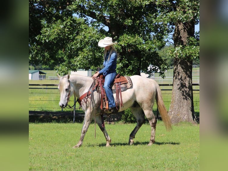 American Quarter Horse Wałach 8 lat 152 cm Siwa in Sallisaw OK