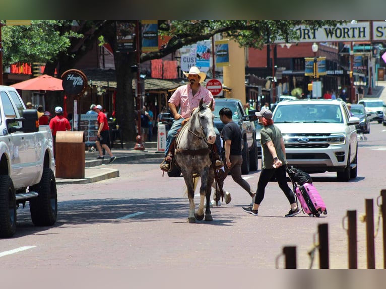 American Quarter Horse Wałach 8 lat 152 cm Siwa in Stephenville TX