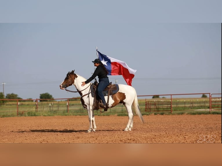 American Quarter Horse Wałach 8 lat 152 cm Tobiano wszelkich maści in Granbury TX
