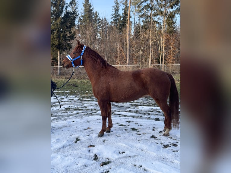 American Quarter Horse Mix Wałach 8 lat 153 cm Kasztanowata in Fuchstal