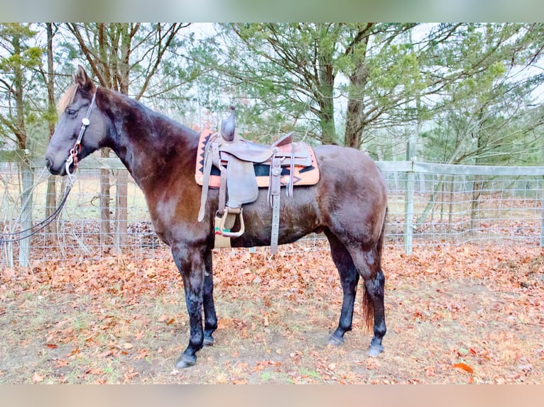 American Quarter Horse Wałach 8 lat 155 cm Ciemnogniada in Egg Harbor City