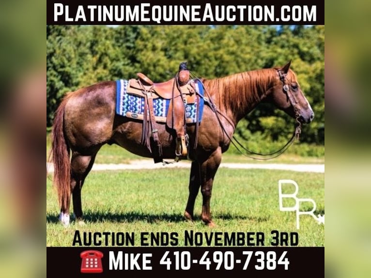 American Quarter Horse Wałach 8 lat 155 cm Ciemnokasztanowata in Mountain Grove MO