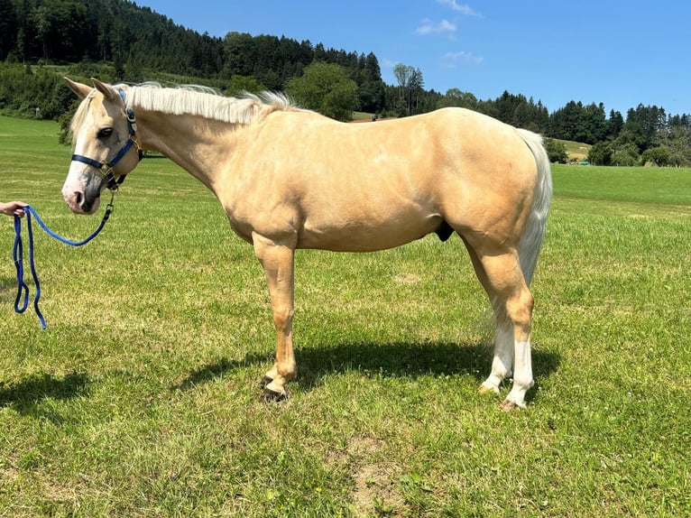 American Quarter Horse Wałach 8 lat 155 cm Izabelowata in Oberhofen am Irrsee