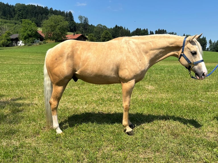 American Quarter Horse Wałach 8 lat 155 cm Izabelowata in Oberhofen am Irrsee