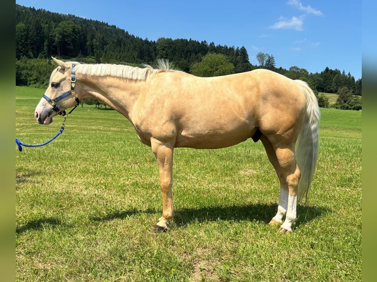 American Quarter Horse Wałach 8 lat 155 cm Izabelowata in Oberhofen am Irrsee
