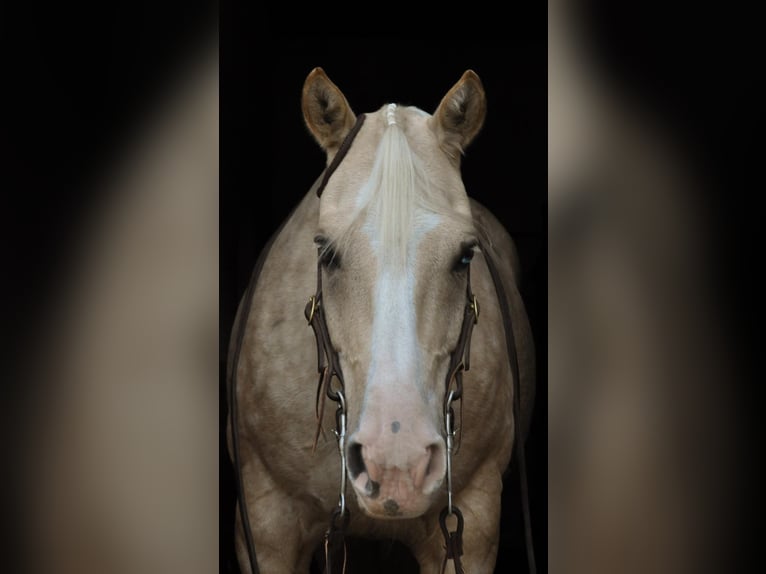 American Quarter Horse Wałach 8 lat 155 cm Izabelowata in Oberhofen am Irrsee