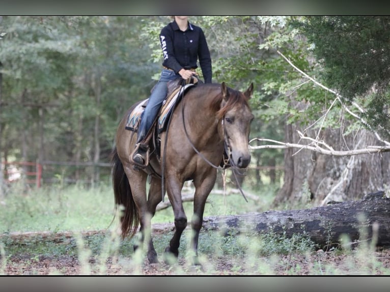 American Quarter Horse Wałach 8 lat 155 cm Jelenia in Athens