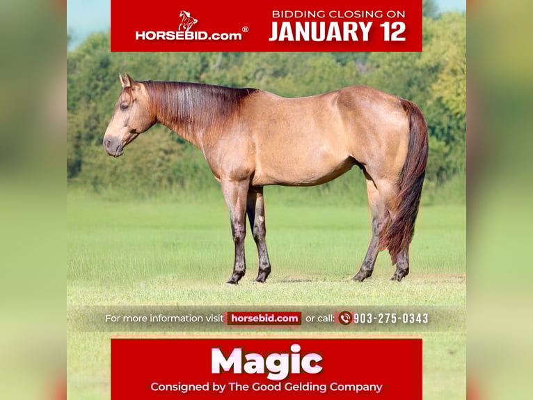 American Quarter Horse Wałach 8 lat 155 cm Jelenia in Athens