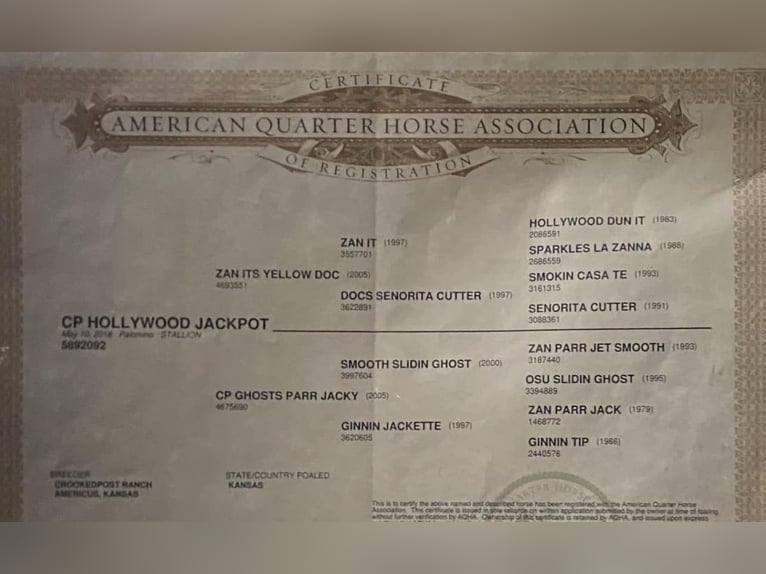 American Quarter Horse Wałach 8 lat 155 cm Jelenia in Post Oak Bend City Tx