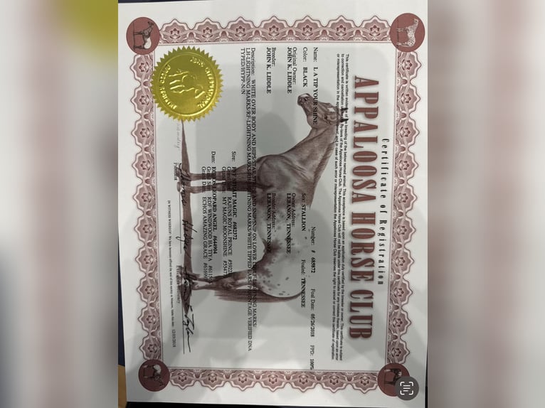 American Quarter Horse Wałach 8 lat 155 cm Kara in Lipan TX