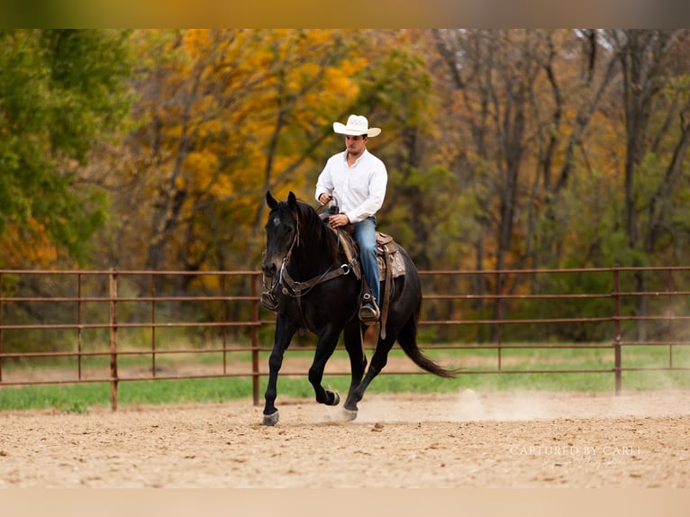 American Quarter Horse Wałach 8 lat 155 cm Karodereszowata in Lewistown