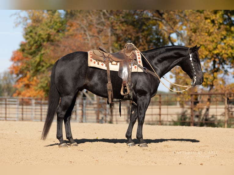 American Quarter Horse Wałach 8 lat 155 cm Karodereszowata in Lewistown