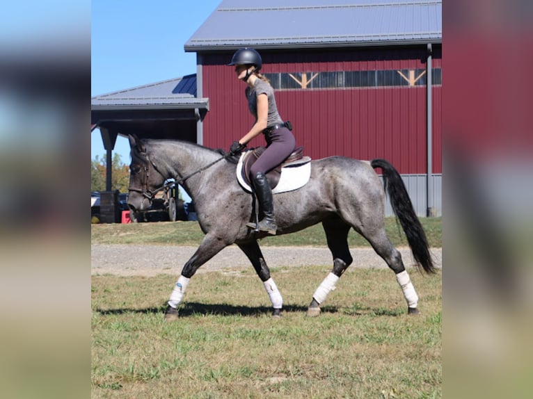 American Quarter Horse Wałach 8 lat 155 cm Karodereszowata in Howell