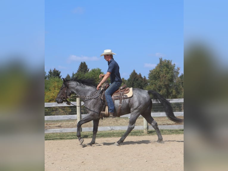 American Quarter Horse Wałach 8 lat 155 cm Karodereszowata in Howell