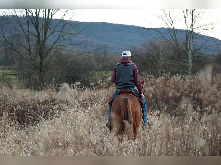 American Quarter Horse Wałach 8 lat 155 cm Kasztanowatodereszowata in Needmore