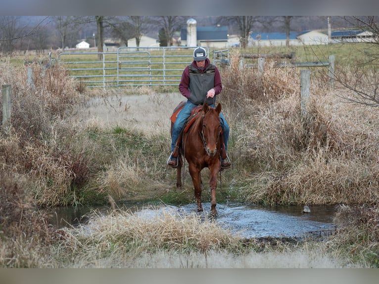 American Quarter Horse Wałach 8 lat 155 cm Kasztanowatodereszowata in Needmore