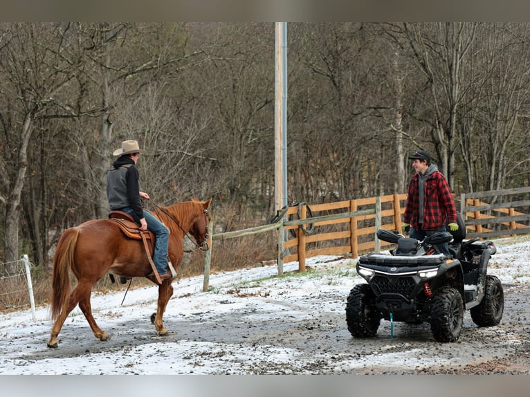 American Quarter Horse Wałach 8 lat 155 cm Kasztanowatodereszowata in Needmore