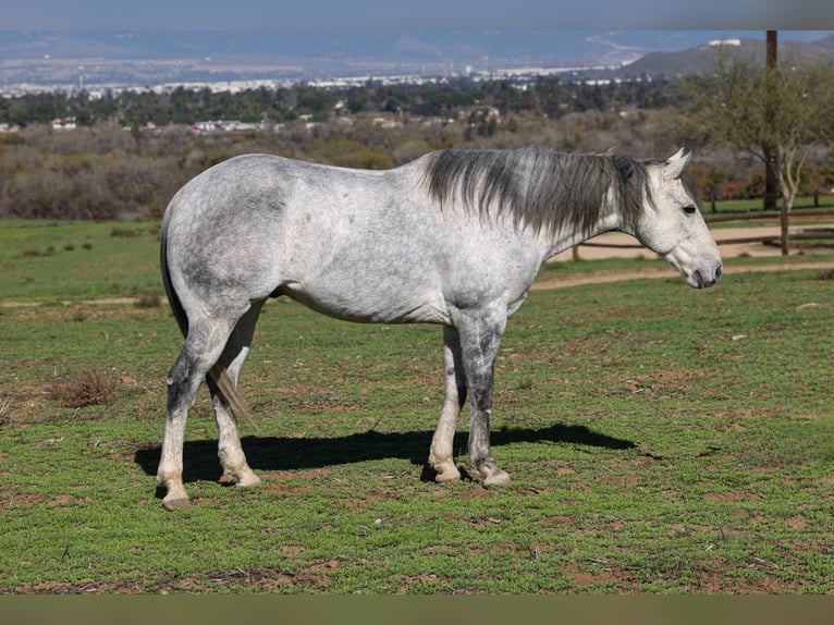 American Quarter Horse Wałach 8 lat 155 cm Siwa in Norco