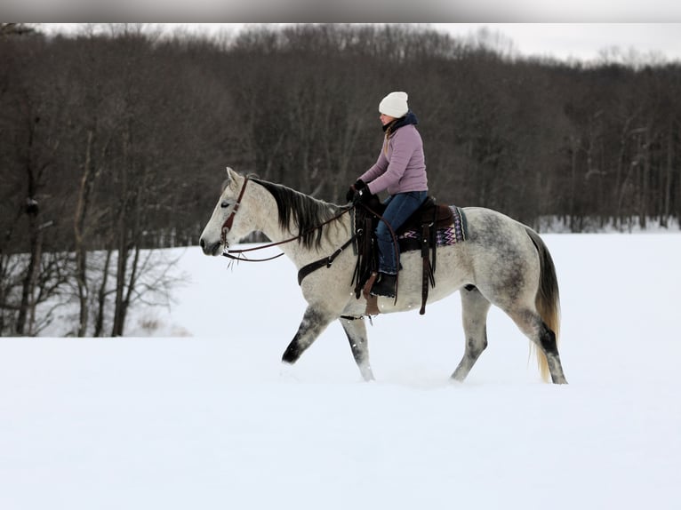 American Quarter Horse Wałach 8 lat 155 cm Siwa in Clarion