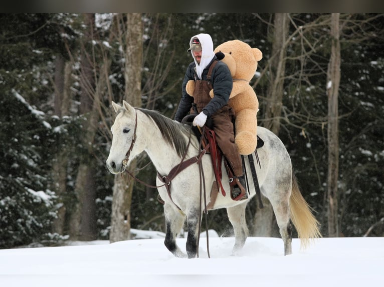 American Quarter Horse Wałach 8 lat 155 cm Siwa in Clarion