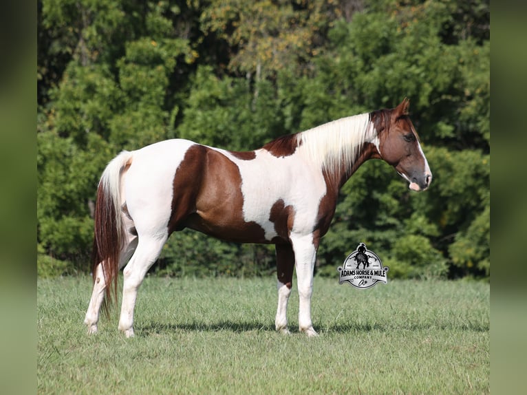 American Quarter Horse Wałach 8 lat 155 cm Tobiano wszelkich maści in Mount Vernon KY
